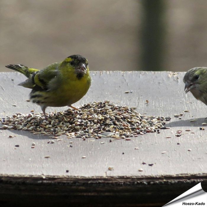 Speciaal Aniculis-Voer voor putters, sijzen en vinken ✔️ 100 % natuurlijke ingrediënten ✔️ Energierijk en voedzaam ✔️ Fijn van structuur ➤ Bestel direct online op www.aniculis.nl
