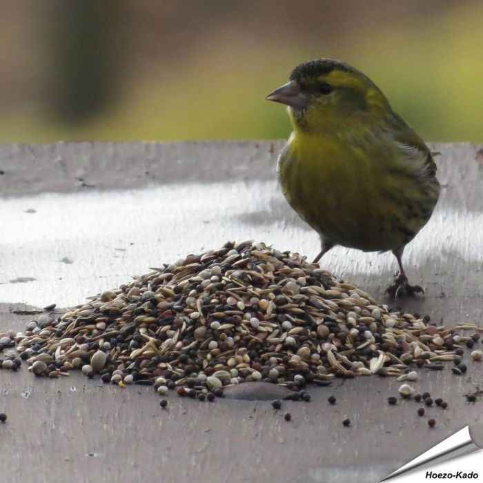 Premium vogelvoer - Tuinvogels (5 kg)