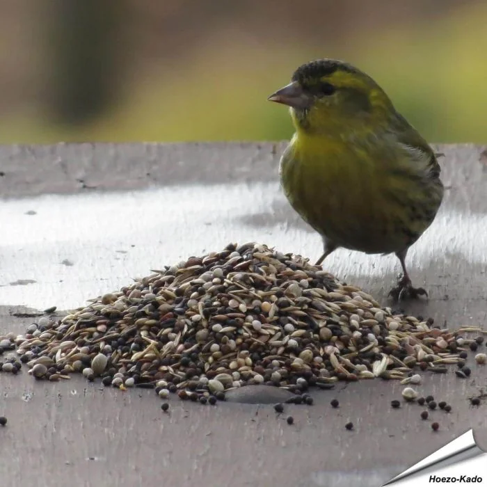 Premium vogelvoer voor tuinvogels ✔️ Veelzijdige zadenmix ✔️ Rijk aan energie en voedingsstoffen ✔️ Fijne structuur ✔️ 100% natuurlijk ➤ Bestel nu direct op www.aniculis.nl