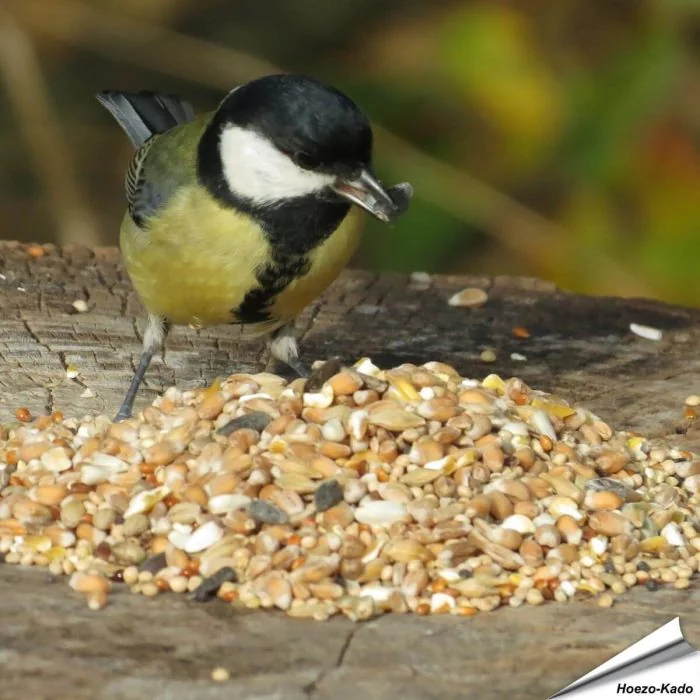 Premium zaadmengeling voor tuinvogels ✔️ Met zorgvuldig geselecteerde zaden en granen ✔️ Perfect voor jaarronde vogelvoeding ➤ Nu direct online bestellen op www.aniculis.nl