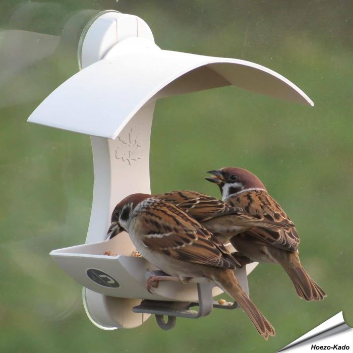Raamvoederhuis voor wilde vogels - Geliefd bij mussen - www.aniculis.nl