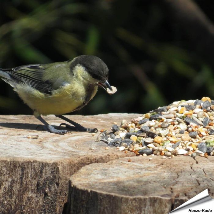 Tarwevrij wildvogelvoer 10 kg van premium kwaliteit ✔️ Evenwichtige voedermengeling voor wilde vogels ✔️ Het hele jaar door – Voor tuinvogels ➤ Online kopen bij Aniculis