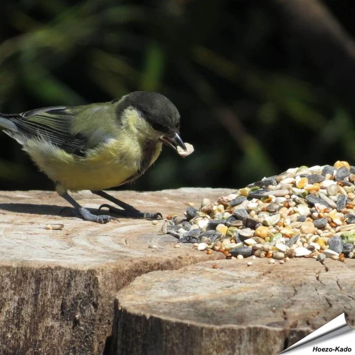 Tarwevrij wildvogelvoer 10 kg van premium kwaliteit ✔️ Evenwichtige voedermengeling voor wilde vogels ✔️ Het hele jaar door – Voor tuinvogels ➤ Online kopen bij Aniculis