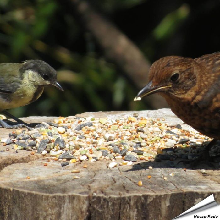 Tarwevrij wildvogelvoer van premium kwaliteit ✔️ Evenwichtige voedermengeling voor wilde vogels ✔️ Het hele jaar door – Voor tuinvogels ➤ Online kopen bij Aniculis