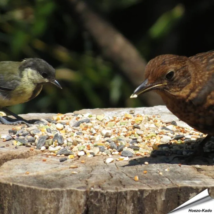 Tarwevrij wildvogelvoer van premium kwaliteit ✔️ Evenwichtige voedermengeling voor wilde vogels ✔️ Het hele jaar door – Voor tuinvogels ➤ Online kopen bij Aniculis