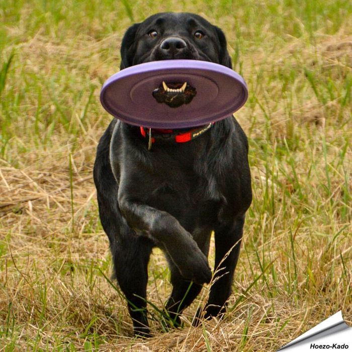 2 toyz - Frisbee voor honden (groot) - speeltje voor honden