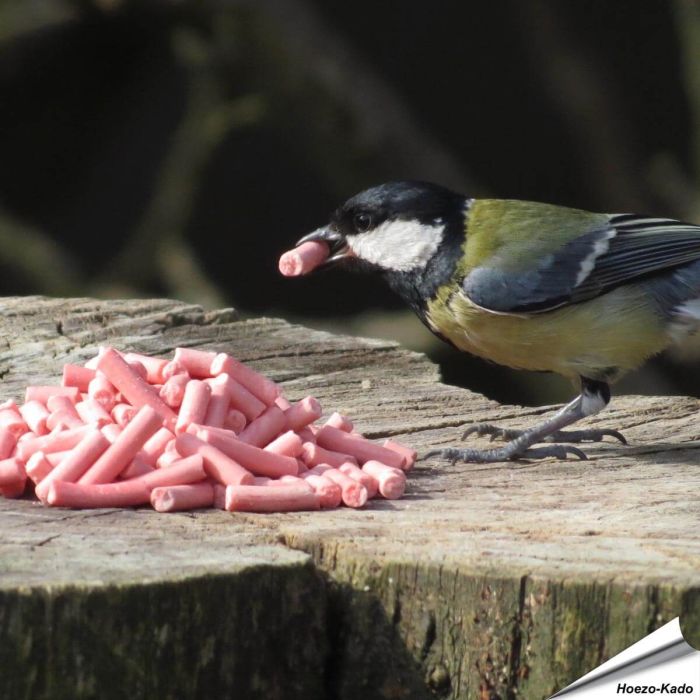 Energierijke vet traktaties met bessen voor tuinvogels ✔️ Ideaal voor het hele jaar door voeren ✔️ Delicatesse voor o.a. merels, roodborstjes... ➤ Online kopen bij Aniculis