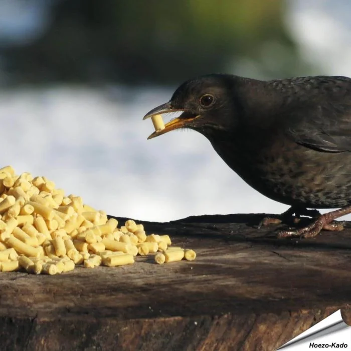 Vet traktraties met Insecten