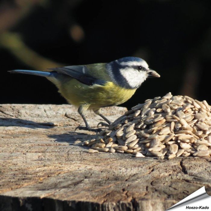 Zonnebloemkernen (gepelde zonnebloempitten) voor vogels ✔️ Veel energie, geen rommel, rijk aan olie en eiwit ✔️ Onkruidvrij ➤ Bestel nu op www.aniculis.nl