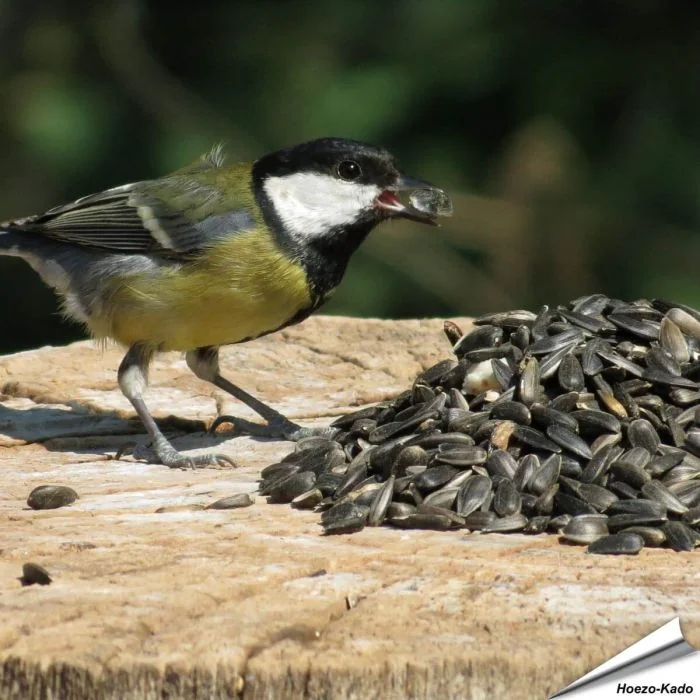 Hoogwaardige zwarte zonnebloempitten ✔️ Zeer geliefd vogelvoer bij tuinvogels ✔️ Rijk aan onverzadigde oliën en eiwitten ➤ Bestel online op www.aniculis.nl