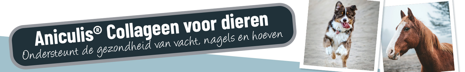 Aniculis Collageen voor dieren - Ondersteunt de gezondheid van vacht, nagels en hoeven