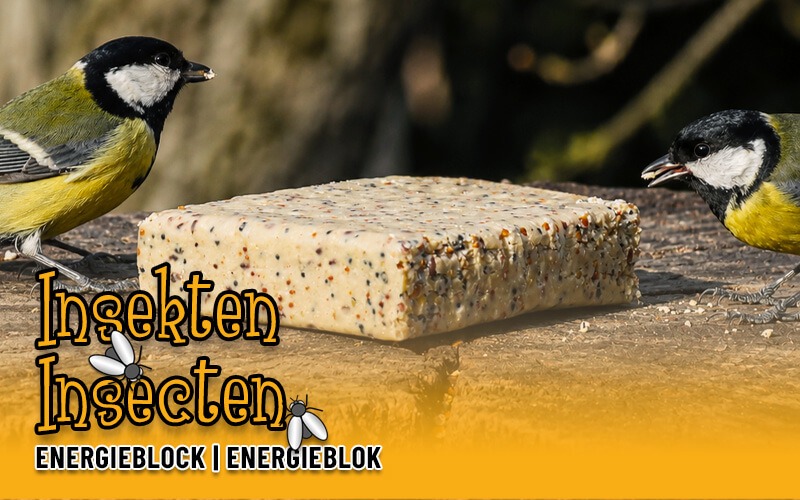 Energieblok met insecten van Aniculis - Bestel nu! Energieblok met insecten van Aniculis - Bestel nu!