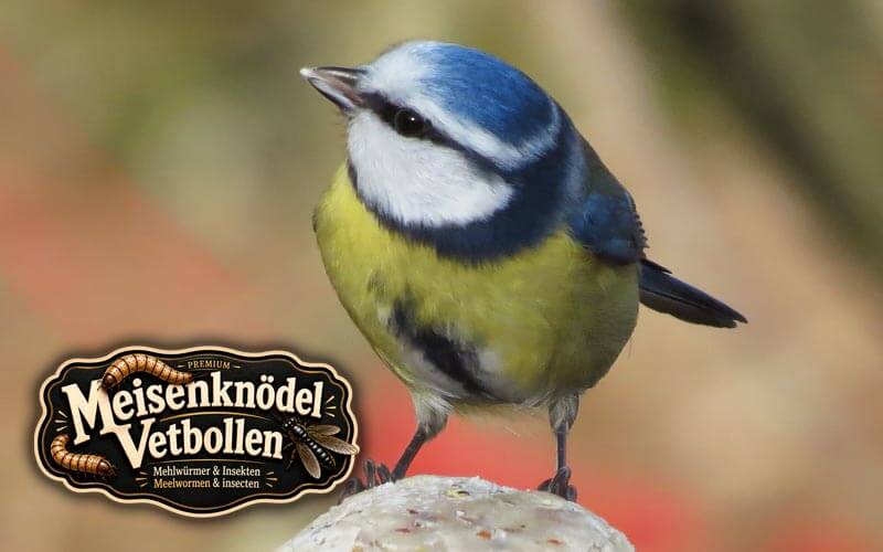 Premium vetbollen met insecten zonder netje voor tuinvogels - Bestel nu! Premium vetbollen met insecten zonder netje voor tuinvogels - Bestel nu!