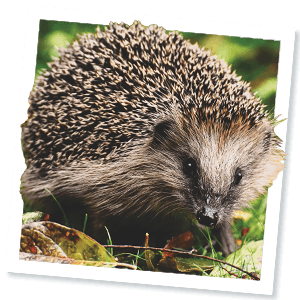 Egel (Erinaceus europaeus) Egel (Erinaceus europaeus)