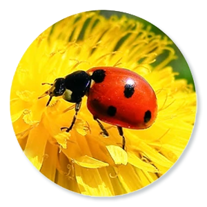 Lieveheersbeestjes (Coccinellidae)