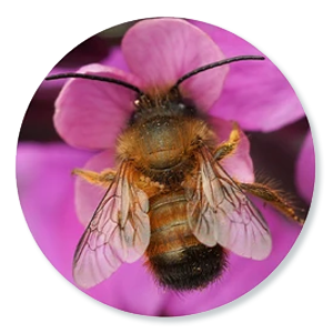 Rosse metselbij (Osmia bicornis)