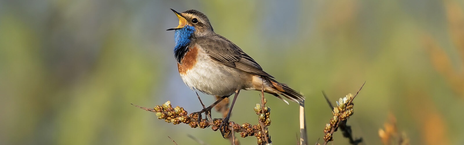 Blauwborst (Luscinia svecica) - Foto: © www.birdphoto.nl Blauwborst (Luscinia svecica) - Foto: © www.birdphoto.nl