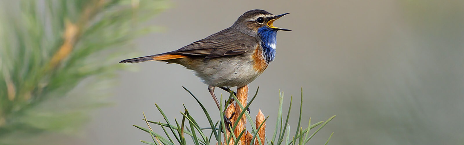 Blauwborst (Luscinia svecica) - Foto: © www.birdphoto.nl Blauwborst (Luscinia svecica) - Foto: © www.birdphoto.nl