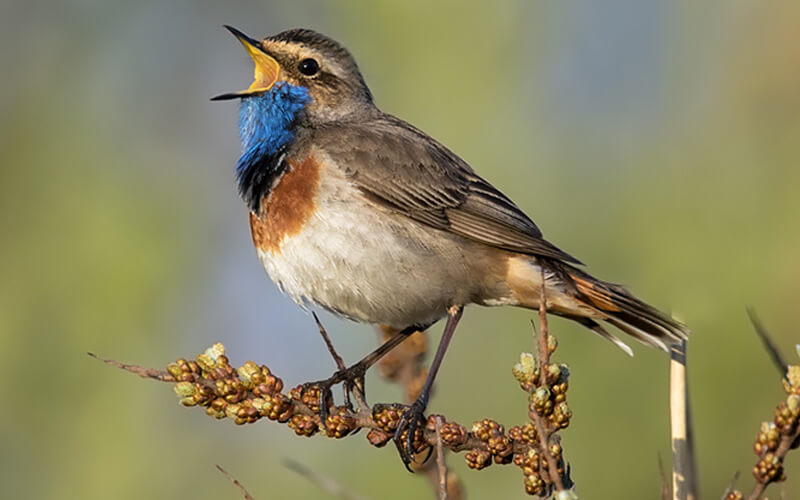 Blauwborst (Luscinia svecica) - Foto: © www.birdphoto.nl Blauwborst (Luscinia svecica) - Foto: © www.birdphoto.nl