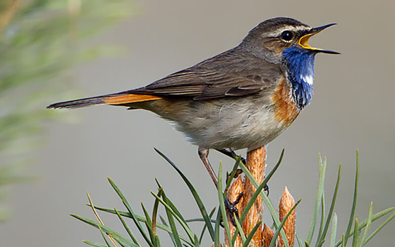 Blauwborst (Luscinia svecica) - Foto: © www.birdphoto.nl Blauwborst (Luscinia svecica) - Foto: © www.birdphoto.nl