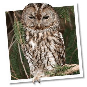 Bosuil (Strix aluco) Bosuil (Strix aluco)