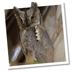 Dwergooruil (Otus scops) Dwergooruil (Otus scops)