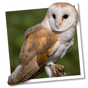 Kerkuil (Tyto alba) - Foto: © www.birdphoto.nl Kerkuil (Tyto alba) - Foto: © www.birdphoto.nl