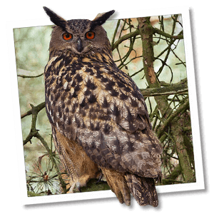 Oehoe (Bubo bubo) Oehoe (Bubo bubo)