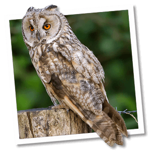 Ransuil (Asio otus) Ransuil (Asio otus)