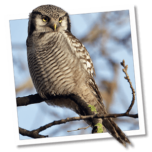 Sperweruil (Surnia ulula) Sperweruil (Surnia ulula)
