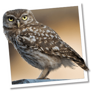Steenuil (Athene noctua) Steenuil (Athene noctua)