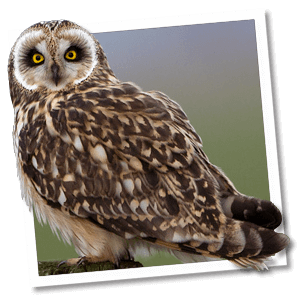 Velduil (Asio flammeus) Velduil (Asio flammeus)
