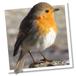 Roodborst (Erithacus rubecula)