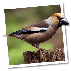 Appelvink (Coccothraustes coccothraustes) - Foto: © www.birdphoto.nl Appelvink (Coccothraustes coccothraustes) - Foto: © www.birdphoto.nl