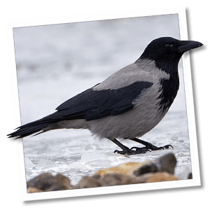 Bonte kraai (Corvus cornix) Bonte kraai (Corvus cornix)