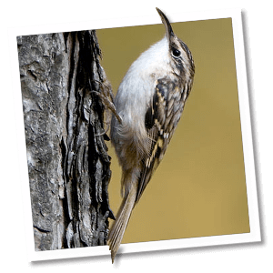 Boomkruiper (Certhia brachydactyla) Boomkruiper (Certhia brachydactyla)