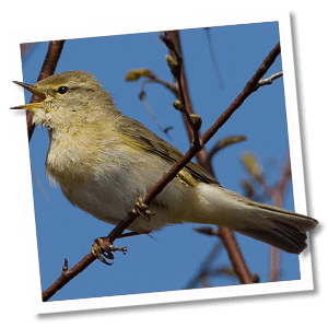Fitis (Phylloscopus trochilus) Fitis (Phylloscopus trochilus)