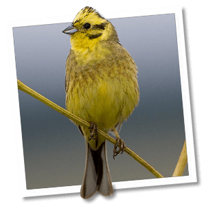 Geelgors (Emberiza citrinella) - Foto: &copy; www.birdphoto.nl