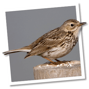 Graspieper (Anthus pratensis) Graspieper (Anthus pratensis)