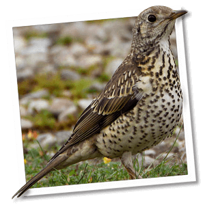 Grote lijster (Turdus viscivorus) Grote lijster (Turdus viscivorus)