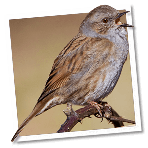 Heggenmus (Prunella modularis) - Foto: &copy; www.birdphoto.nl