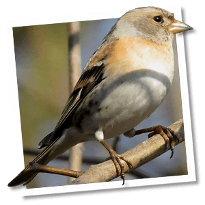Keep (Fringilla montifringilla) Keep (Fringilla montifringilla)