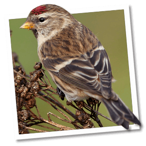 Barmsijs (Acanthis flammea) Barmsijs (Acanthis flammea)