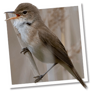 Kleine karekiet (Acrocephalus scirpaceus) Kleine karekiet (Acrocephalus scirpaceus)