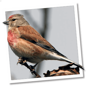Kneu (Carduelis cannabina) Kneu (Carduelis cannabina)