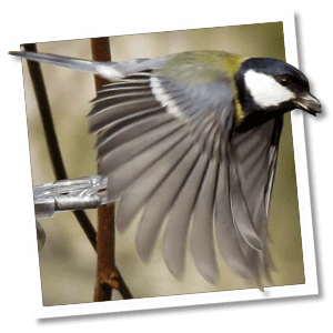 Koolmees in vogelvlucht met een zonnebloemkern