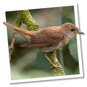 Nachtegaal (Luscinia megarhynchos) - Foto: © www.birdphoto.nl Nachtegaal (Luscinia megarhynchos) - Foto: © www.birdphoto.nl
