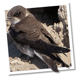 Oeverzwaluw (Riparia riparia) Oeverzwaluw (Riparia riparia)