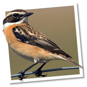 Paapje (Saxicola rubetra) Paapje (Saxicola rubetra)