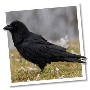 Raaf (Corvus corax) - Foto: © www.birdphoto.nl Raaf (Corvus corax) - Foto: © www.birdphoto.nl